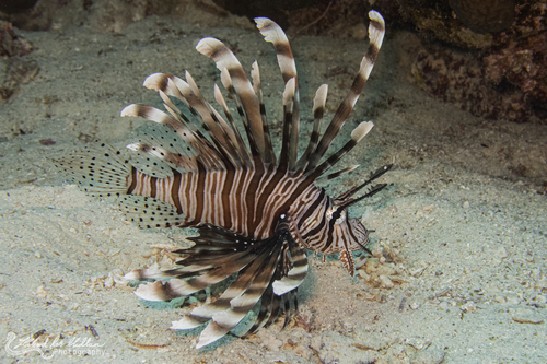 Pterois miles (lionfish)